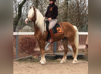 Haflinger, Wallach, 15 Jahre, 150 cm