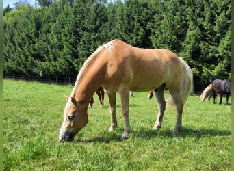 Haflinger, Wallach, 15 Jahre, 150 cm