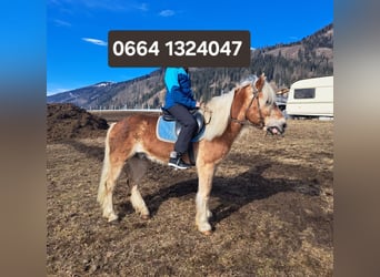 Haflinger, Wallach, 15 Jahre, 150 cm