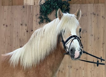 Haflinger, Wallach, 15 Jahre, 152 cm
