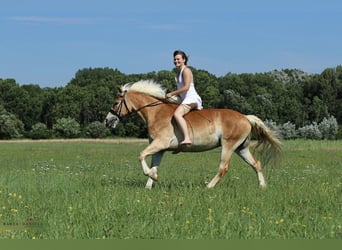 Haflinger, Wallach, 15 Jahre, 153 cm, Fuchs