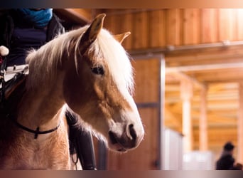 Haflinger, Wallach, 15 Jahre, 153 cm, Fuchs