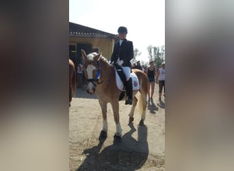 Haflinger, Wallach, 15 Jahre, 153 cm, Fuchs