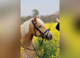 Haflinger, Wallach, 15 Jahre, 154 cm