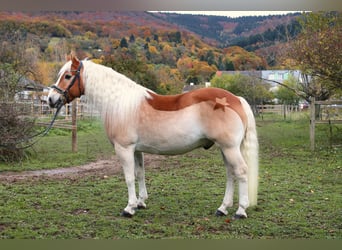 Haflinger, Wallach, 15 Jahre, 154 cm, Fuchs
