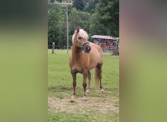 Haflinger, Wallach, 15 Jahre, 154 cm, Fuchs