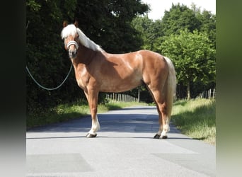 Haflinger, Wallach, 15 Jahre, 155 cm, Fuchs