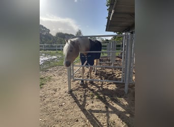 Haflinger, Wallach, 15 Jahre, 155 cm, Fuchs