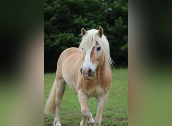 Haflinger, Wallach, 15 Jahre, 155 cm, Fuchs