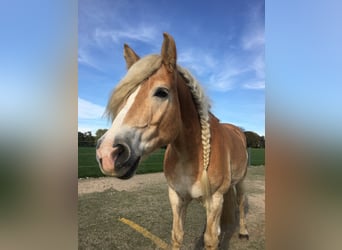 Haflinger, Wallach, 15 Jahre, 157 cm, Fuchs