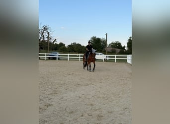 Haflinger Mix, Wallach, 15 Jahre, 167 cm, Brauner
