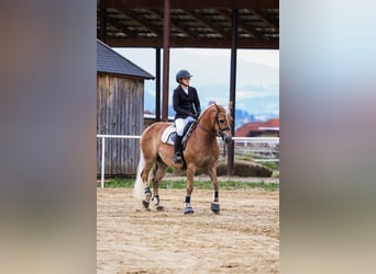 Haflinger, Wallach, 16 Jahre, 147 cm, Fuchs