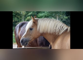Haflinger, Wallach, 16 Jahre, 148 cm