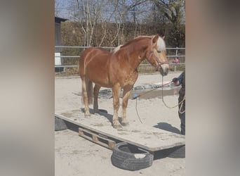 Haflinger, Wallach, 16 Jahre, 148 cm