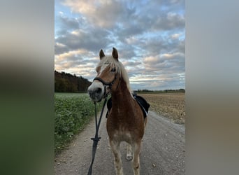 Haflinger, Wallach, 16 Jahre, 148 cm