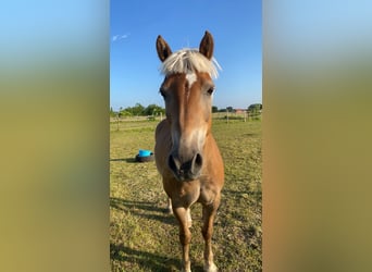 Haflinger, Wallach, 16 Jahre, 148 cm, Fuchs