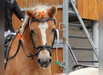 Haflinger, Wallach, 16 Jahre, 150 cm