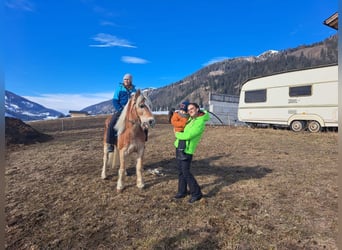 Haflinger, Wallach, 16 Jahre, 150 cm