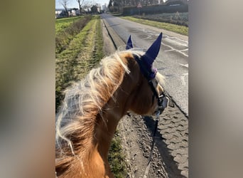 Haflinger, Wallach, 16 Jahre, 151 cm, Fuchs