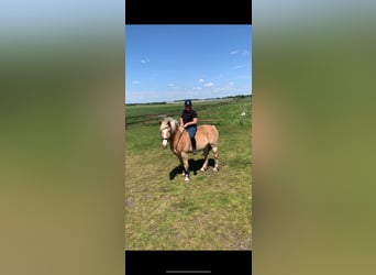 Haflinger, Wallach, 16 Jahre, 151 cm, Fuchs