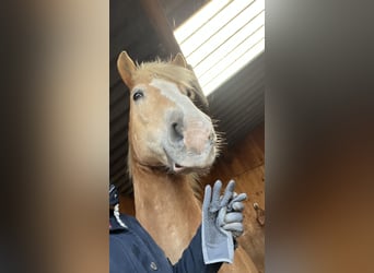 Haflinger, Wallach, 16 Jahre, 151 cm, Fuchs