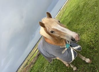 Haflinger, Wallach, 16 Jahre, 151 cm, Fuchs