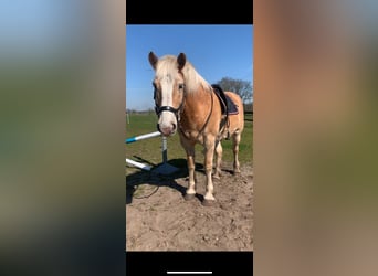 Haflinger, Wallach, 16 Jahre, 151 cm, Fuchs