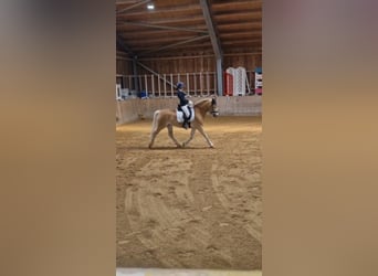 Haflinger, Wallach, 16 Jahre, 152 cm, Fuchs