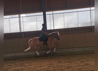 Haflinger Mix, Wallach, 16 Jahre, 156 cm, Fuchs