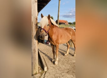 Haflinger, Wallach, 17 Jahre, 140 cm, Dunkelfuchs