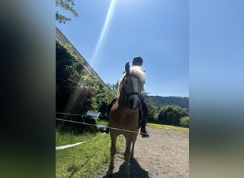 Haflinger, Wallach, 17 Jahre, 145 cm
