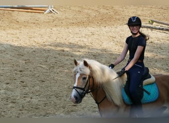 Haflinger Mix, Wallach, 17 Jahre, 148 cm, Fuchs