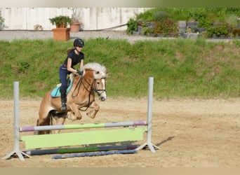 Haflinger Mix, Wallach, 17 Jahre, 148 cm, Fuchs