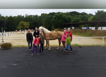 Haflinger Mix, Wallach, 17 Jahre, 148 cm, Fuchs