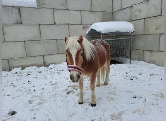 Haflinger, Wallach, 17 Jahre, 150 cm