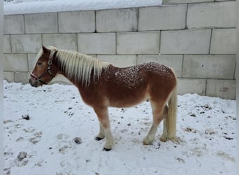 Haflinger, Wallach, 17 Jahre, 150 cm