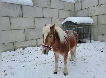 Haflinger, Wallach, 17 Jahre, 150 cm