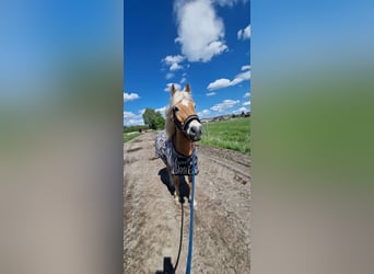Haflinger, Wallach, 17 Jahre, 150 cm, Fuchs