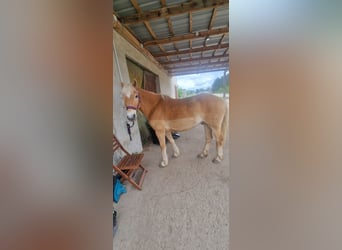 Haflinger, Wallach, 17 Jahre, 150 cm, Fuchs
