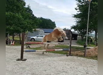 Haflinger, Wallach, 17 Jahre, 151 cm, Fuchs