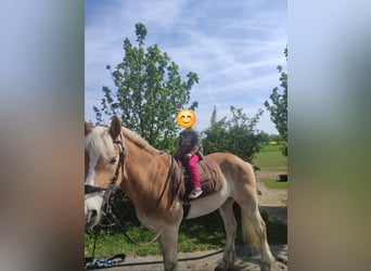 Haflinger, Wallach, 17 Jahre, 152 cm, Hellbrauner