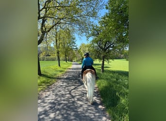 Haflinger, Wallach, 17 Jahre, 152 cm, Hellbrauner