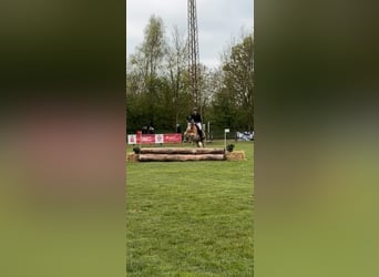 Haflinger, Wallach, 17 Jahre, 153 cm