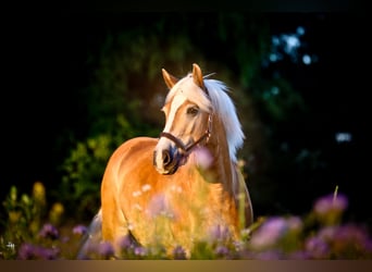 Haflinger, Wallach, 17 Jahre, 153 cm, Fuchs