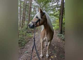Haflinger, Wallach, 17 Jahre, 153 cm, Fuchs