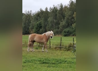 Haflinger, Wallach, 17 Jahre, 153 cm, Fuchs