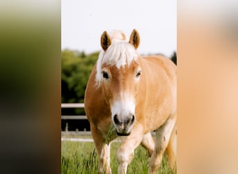 Haflinger, Wallach, 17 Jahre, 155 cm, Hellbrauner