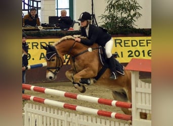 Haflinger, Wallach, 17 Jahre
