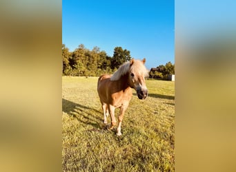 Haflinger, Wallach, 18 Jahre, 140 cm, Hellbrauner