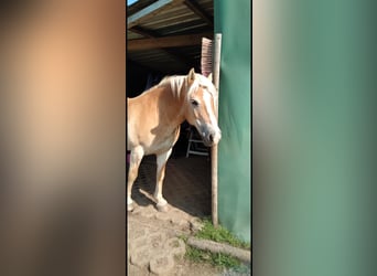 Haflinger, Wallach, 18 Jahre, 140 cm, Palomino